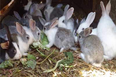 Rabbit Keeping Tuition Classes by Olde English Pest Control