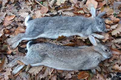 Rabbit Shooting Tuition Classes by Olde English Pest Control